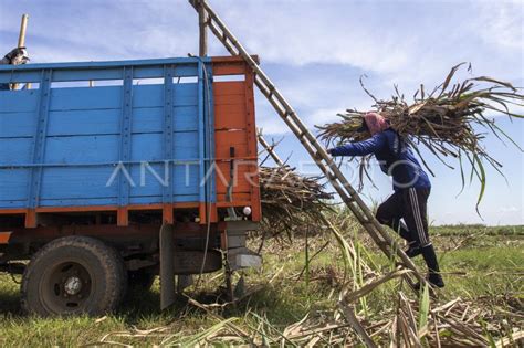 Target Produksi Gula Nasional Antara Foto