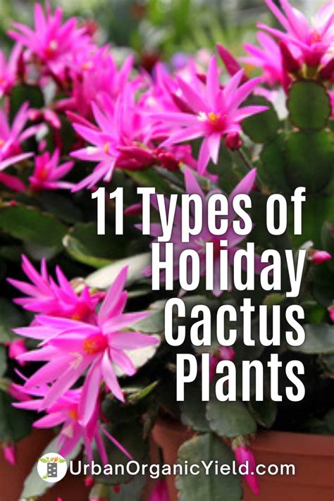 Types Of Schlumbergera Holiday Cactus Plants Artofit