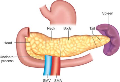 Pancreas Anatomy Uncinate