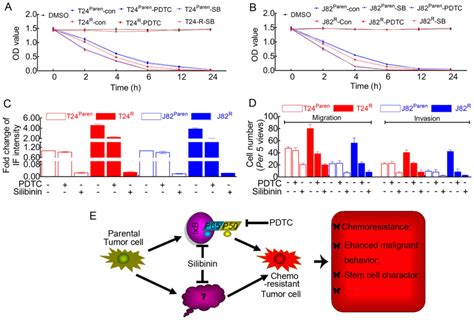 Silibinin Suppresses Bladder Cancer Cell Malignancy And Chemoresistance