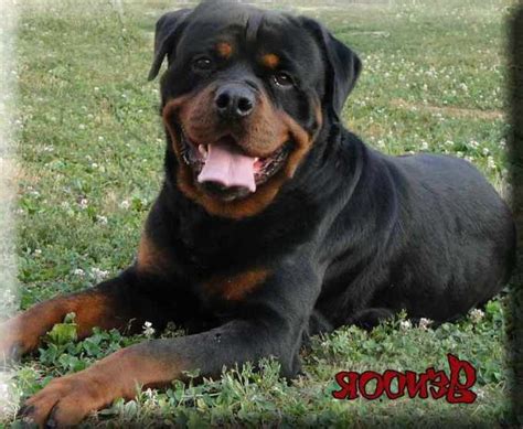 German Rottweiler Breeders