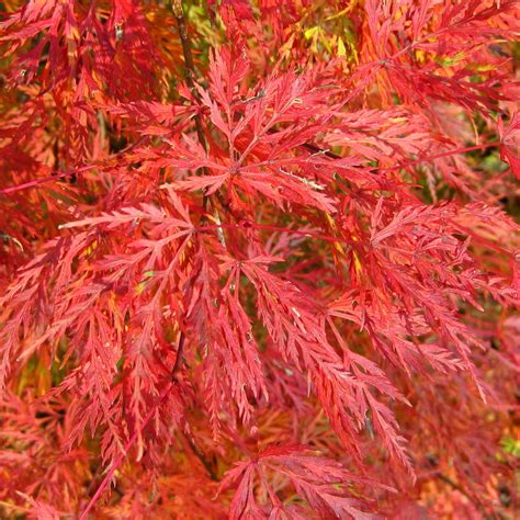 Acer Palmatum Dissectum Emerald Lace Japanese Maple Deciduous Tree In Pot Ebay