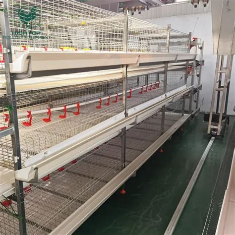 Design Broiler Poultry Farm Cage System Tiers Tiers H Type