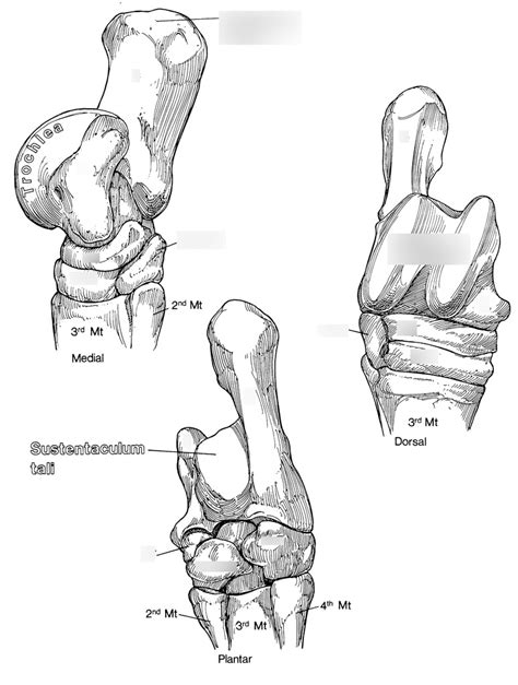 Equine Anatomy Tarsus Diagram Quizlet