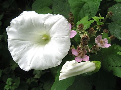 Hedge Bindweed Or Wild Morning Glory An Invasive Plant Owlcation