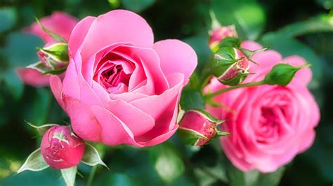 Rose, pink, flower, 4K HD Wallpaper