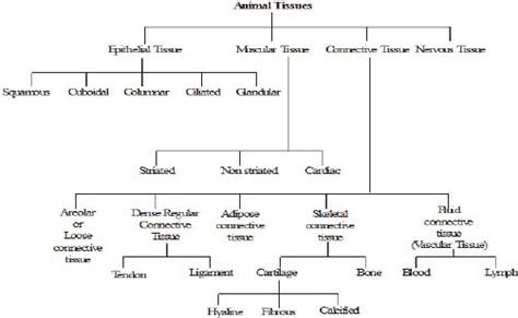 Animal Tissues Class 9 Notes Edurev