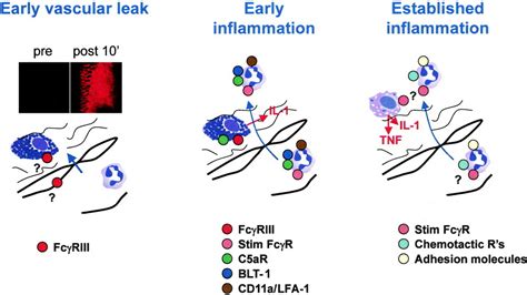 Neutrophils In A Mouse Model Of Autoantibodymediated Arthritis