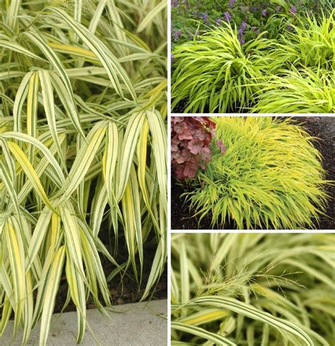 Hakonechloa Japanese Forest Grass The Flower Spot