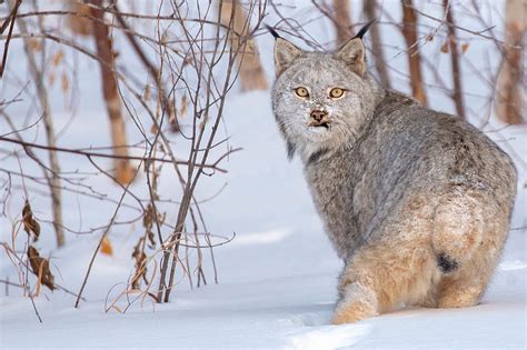 1080x2340px 1080p Free Download Cats Lynx Big Cat Snow Wildlife