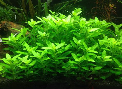 Staurogyne Repens Akvarium Petshop