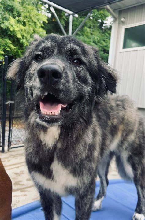 Happy birthday to this... - Cumberland Valley Pet Resort | Facebook