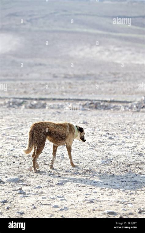 Dog in the Negev desert, Negev, Israel Stock Photo - Alamy