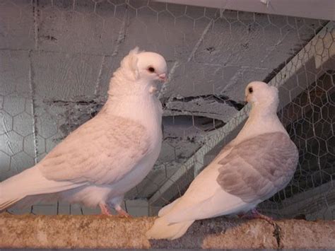 Old German Owl Pigeon Pictures Encyclopedia Of Pigeon Breeds