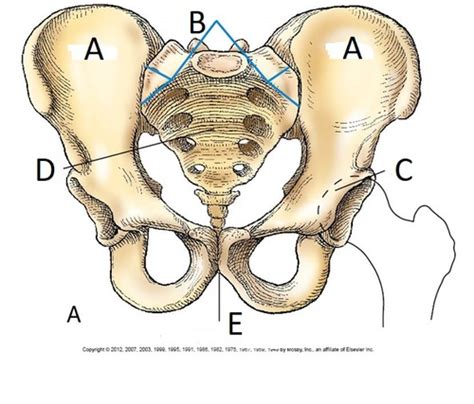 Pelvis Flashcards Quizlet