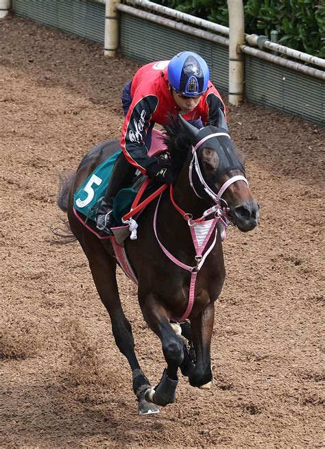 良血ショウナンザナドゥ坂路53秒3 松下師「ポテンシャルは感じる」／新馬戦 2歳馬特集 競馬写真ニュース 日刊スポーツ