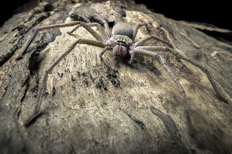 Prehistoric Giant Spiders