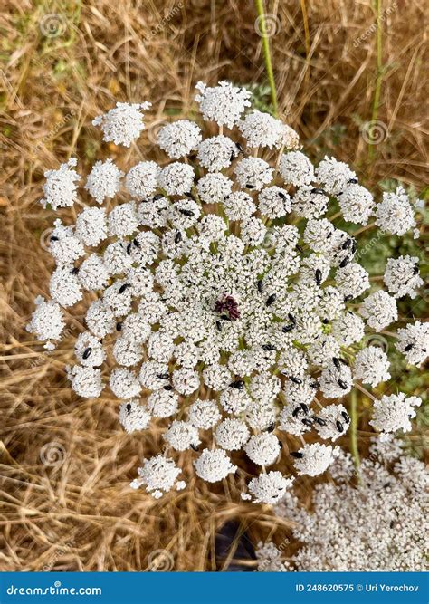 Daucus Carota Conocida Como Planta Silvestre De Florecimiento De Zanahorias Imagen De Archivo