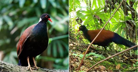 Black Naped Pheasant Pigeon विलुप्त हो गया था ये दुर्लभ कबूतर 140 साल