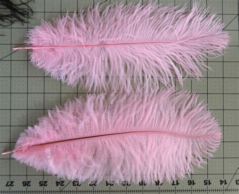 How To Choose Ostrich Feathers Out Of A Portrait