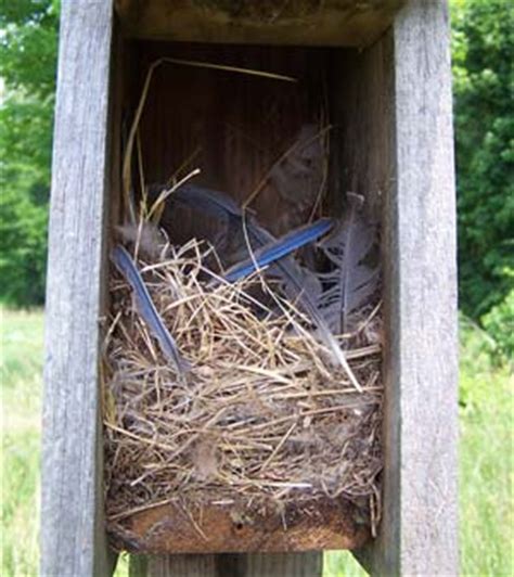 Picture Of The Week Neglected Nestboxes Sialis Org Info On