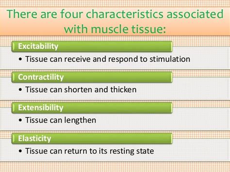 Muscle Tissue