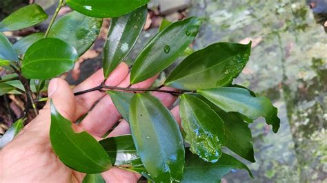 Glossy Laurel From Enoggera Reservoir QLD 4520 Australia On May 26