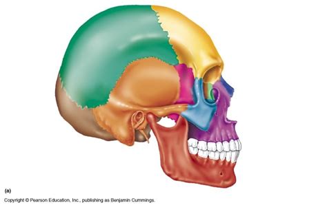 Exam 2 Cranial Sutures Diagram | Quizlet