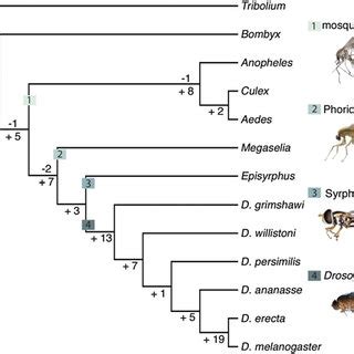 Combined Molecular Phylogenetic Tree For Diptera Partitioned Ml