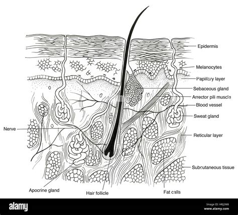 Layers Of Dermis Papillary Reticular