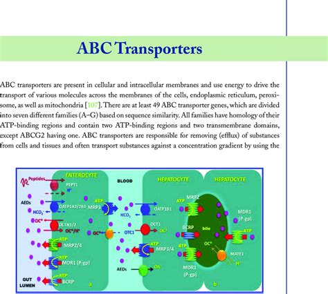 Typical Structure Of The Abc Transporter P Gp A Different Types Of