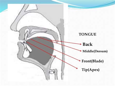 Solution The Organs Of Speech Lecture Notes Studypool