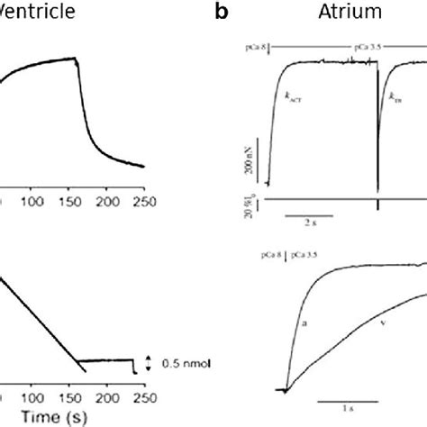 Active Tension Generation And Atpase Activity In Human Atrial And