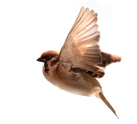 14 Sparrow Flying Isolated Free Stock Photos StockFreeImages