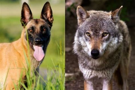 Belgian Malinois Wolf Mix Why Wolf Hybrids Are Not A Good Idea