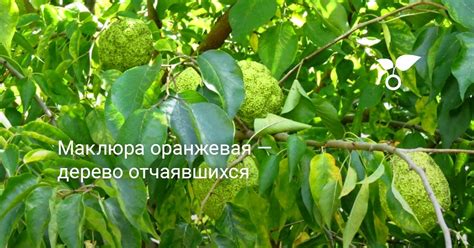 Маклюра оранжевая — дерево отчаявшихся. Лечебные свойства, применение ...