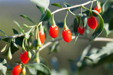 How To Plant And Grow Goji Berry