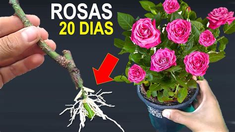 Como Fazer Muda De Rosa Com Galho