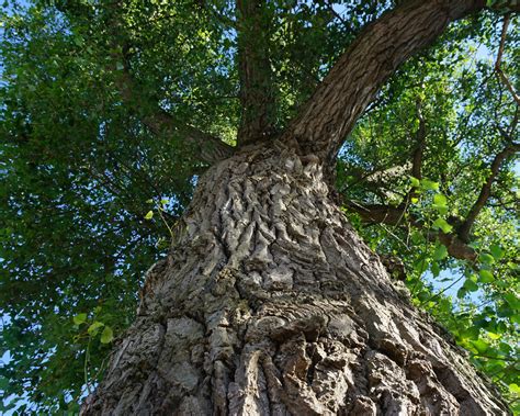 Саженцы тополя - Zelensad