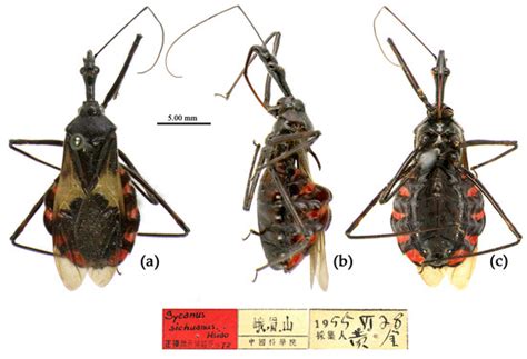 Insects Free Full Text Review Of The Genus Sycanus Amyot And Serville