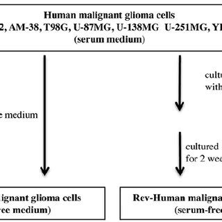 Flowchart Of Experiments On Human Glioma Cell Lines Rev Human