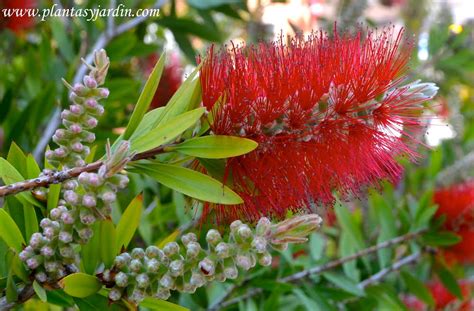 Arbustos De Flor Roja Plantas Y Jardín