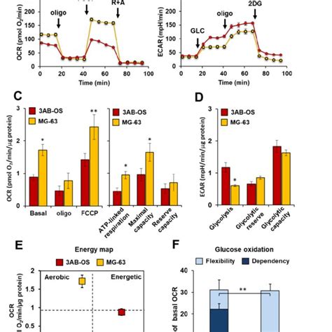 Comparative Metabolic Flux Analysis Of 3ab Os And Mg 63 Cells By Using