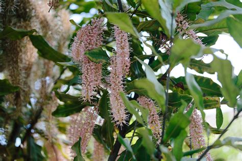 We're nuts about the Macadamia tree