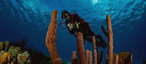 Diving in Curaçao: Best Caribbean Dive Vacation Destination