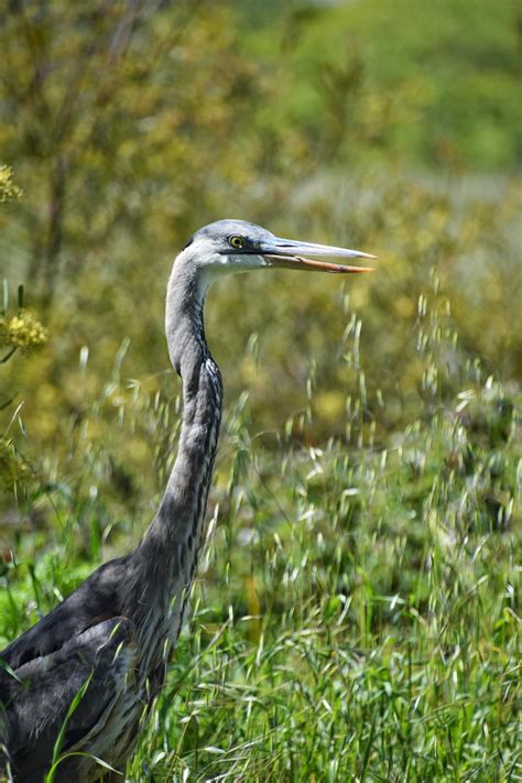 Juvenile Great Blue Heron Sticking Its Tongue Out At Me R