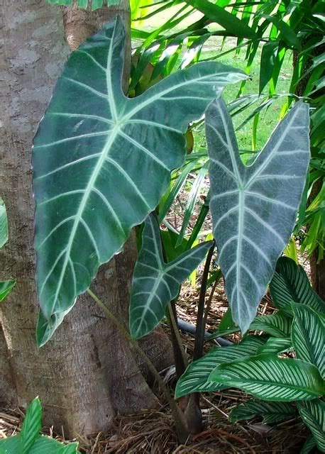 Kris Plant Alocasia Varieties Alocasia Odora African Mask Plant