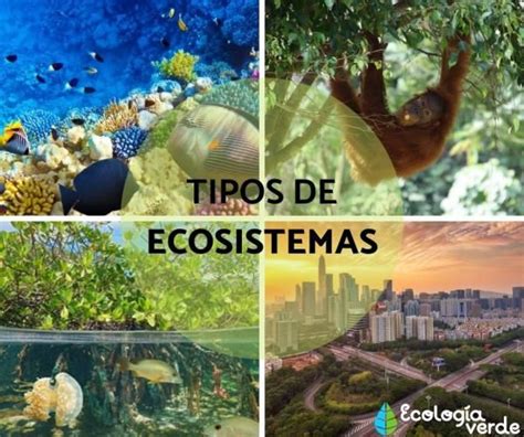 23 Tipos De Ecosistemas Clasificación Y Ejemplos Tipos De Ecosistemas Ecosistemas