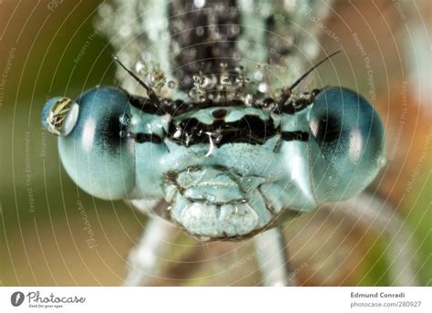 Portrait Blue Darter Dragonfly - a Royalty Free Stock Photo from Photocase