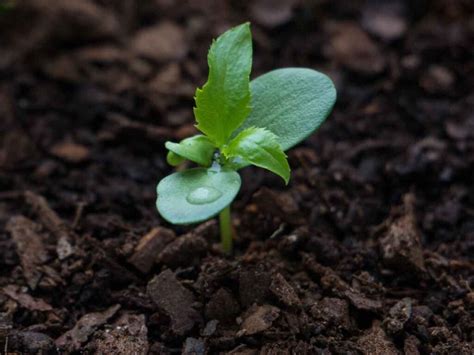 How to Grow an Apple Tree from Seed - Minneopa Orchards